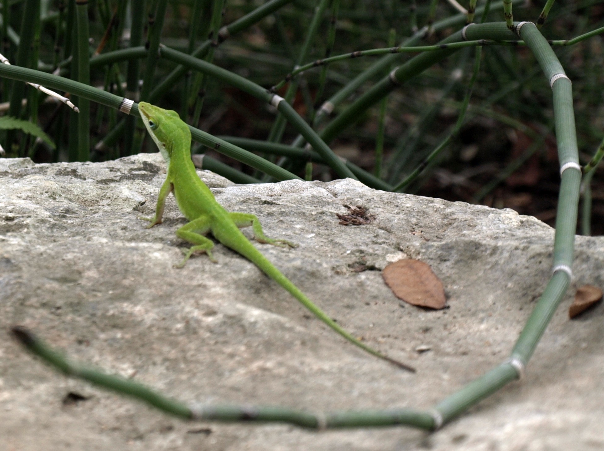 Little Dinosaur Cousin 1